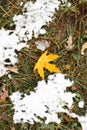 A beautiful yellow leaves in late autumn or early winter under snow. First snow in park.