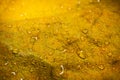 Beautiful yellow leaves macro texture and drop of water in nature. Royalty Free Stock Photo
