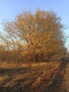 yellow golden leaves on the trees in a sunny cozy park