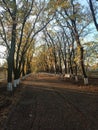 yellow golden leaves on the trees in a sunny cozy park