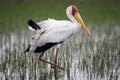 Beautiful Yellow-leged stork, African beak Royalty Free Stock Photo