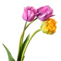 Beautiful yellow and lilac tulip flower isolated on white background