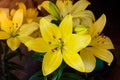 Beautiful yellow lilies bloom in the summer Royalty Free Stock Photo
