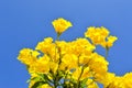 Beautiful yellow lilies on a blue background,pile full close up,beautiful view of yellow flowers and sky Royalty Free Stock Photo