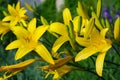 Yellow  lilies on flower bed Royalty Free Stock Photo