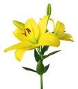 Beautiful yellow Lilies Lilium, Liliaceae with buds isolated on white background, including clipping path Royalty Free Stock Photo