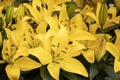 Beautiful yellow lilies in the park