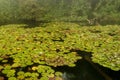 Beautiful yellow lilly pond