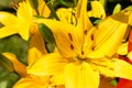 Beautiful yellow lillies in the garden Royalty Free Stock Photo