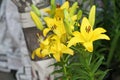 Beautiful yellow lilly flower Royalty Free Stock Photo