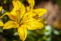 Beautiful yellow lilly flower outdoors Royalty Free Stock Photo