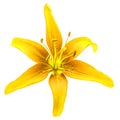 Beautiful yellow lily flower isolated on white background Royalty Free Stock Photo