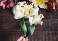 beautiful yellow lily flower on rustic wooden background. gorgeous bloom minimalistic on rustic wood backdrop. space for text. g Royalty Free Stock Photo