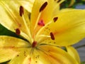 Yellow lily flower with stamens close up