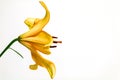 beautiful yellow lily flower on white background Royalty Free Stock Photo