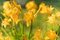 Beautiful yellow lily hemerocallis blossoms in evening sunset light of summer garden under the rain. Sunlight reflecting Royalty Free Stock Photo