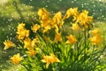 Beautiful yellow lily hemerocallis blossoms in evening sunset light of summer garden under the rain. Sunlight reflecting Royalty Free Stock Photo