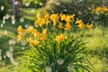 Beautiful yellow lily hemerocallis blossoms in evening sunset light of summer garden under the rain. Sunlight reflecting Royalty Free Stock Photo