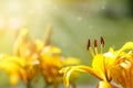 Beautiful yellow lily Royalty Free Stock Photo