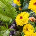 Beautiful yellow little chrysanthemum closeup