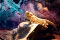 A beautiful yellow lizard in colorful environment. Royalty Free Stock Photo