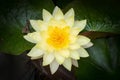 Beautiful yellow Lotus flower is blooming