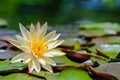 Beautiful yellow lotus flower with green leaves in pond