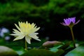 Beautiful yellow lotus flower with green leaves in pond Royalty Free Stock Photo