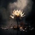 Mystic white lotus flower in the swamp