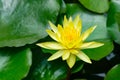 Beautiful yellow lotus flower or waterlily blooming in a pond Royalty Free Stock Photo