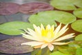 Beautiful yellow lotus with green leaves in swamp pond. Peaceful yellow water lily flowers and green leaves on the pond surface. Royalty Free Stock Photo