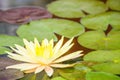 Beautiful yellow lotus with green leaves in swamp pond. Peaceful yellow water lily flowers and green leaves on the pond surface. Royalty Free Stock Photo