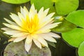 Beautiful yellow lotus with green leaves in swamp pond. Peaceful yellow water lily flowers and green leaves on the pond surface. Royalty Free Stock Photo