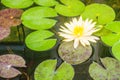 Beautiful yellow lotus with green leaves in swamp pond. Peaceful yellow water lily flowers and green leaves on the pond surface. Royalty Free Stock Photo