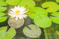 Beautiful yellow lotus with green leaves in swamp pond. Peaceful yellow water lily flowers and green leaves on the pond surface. Royalty Free Stock Photo