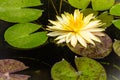 Beautiful yellow lotus with green leaves in swamp pond. Peaceful yellow water lily flowers and green leaves on the pond surface. Royalty Free Stock Photo