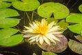 Beautiful yellow lotus with green leaves in swamp pond. Peaceful yellow water lily flowers and green leaves on the pond surface. Royalty Free Stock Photo