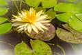 Beautiful yellow lotus with green leaves in swamp pond. Peaceful yellow water lily flowers and green leaves on the pond surface. Royalty Free Stock Photo