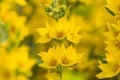 Beautiful yellow lupine flowers