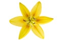 Beautiful Yellow luxury lily flower head isolated on white background.