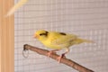 Radiant Elegance: Yellow Male Slavujar Canary Perched in Home Cage Royalty Free Stock Photo