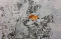 A beautiful yellow maple leaf floats in the crystal clear water downstream