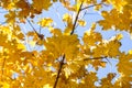 Beautiful yellow maple leaves on blue sky background. Autumn leaves background Royalty Free Stock Photo