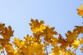 Beautiful yellow maple leaves on blue sky background. Autumn leaves background Royalty Free Stock Photo