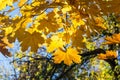 Beautiful yellow maple leaves on blue sky background. Autumn leaves background Royalty Free Stock Photo