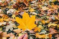 Beautiful yellow maple leaves on sunny day and blurry background. Golden autumn in city park. Close up, macro shot. Fall Scene Royalty Free Stock Photo