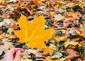 Beautiful yellow maple leaves on sunny day and blurry background. Golden autumn in city park. Close up, macro shot. Fall Scene Royalty Free Stock Photo