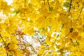 Beautiful yellow maple leaves on sunny day and blurry background. Golden autumn in city park. Close up, macro shot. Fall Scene Royalty Free Stock Photo