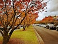 Maple trees @ Leura Town, Blue Mountains