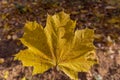 Beautiful yellow mapple leaf in the park